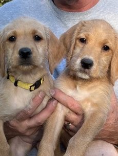 Vizsla – Labradoodle Vizsla Puppies for Sale