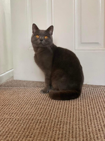 British Shorthair – Blue male cat