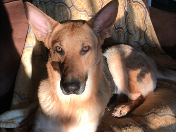 German Shepherd – Pure Bred German Shepard looking for a home – Fresno