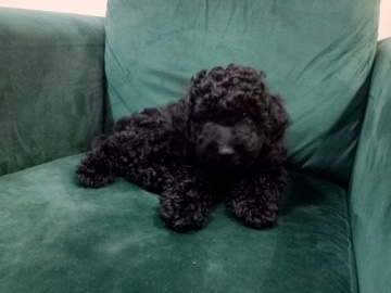 Poodle – Mini poodle – Abu Dhabi