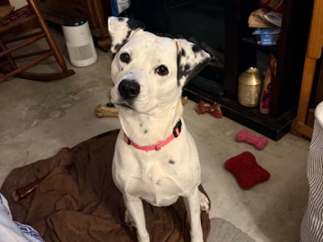 Dalmatian – Scarlett – Columbia