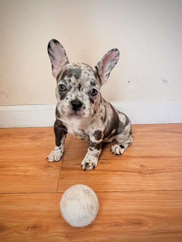 French Bulldog – female 1