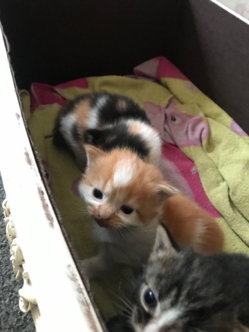 Ragdoll – 3 cute kittens