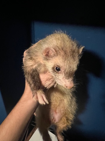 ferret – 2 ferrets