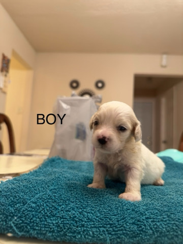 Maltese – leo