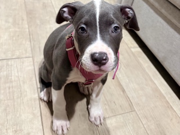 American Pit Bull Terrier – Putbull mixed with Bully looking to rehome! – Santa Ana