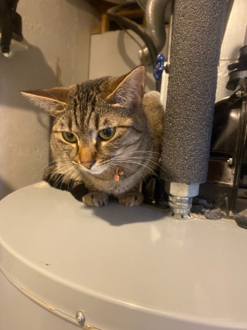 Brother and Sister Cats