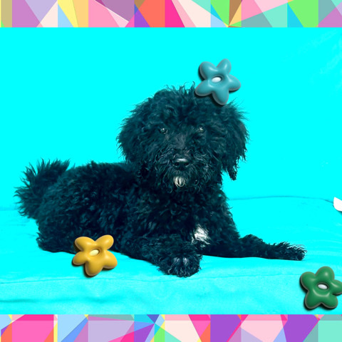 medium Goldendoodle puppies