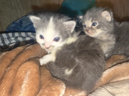 Kitty! – Maryville