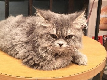 Persian (Modern) – Healthy 5-Month-Old Persian Cat(male) for Sale – Pune