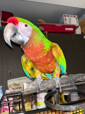 Male Shamrock Hybrid Macaw