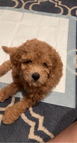 mini goldendoodles