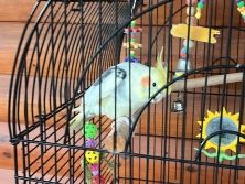 cockatiel 