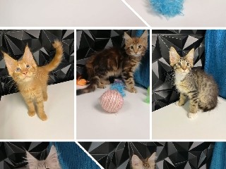Maine Coon – Maine Coon Kitten