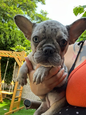 French Bulldog – 3 month frenchie