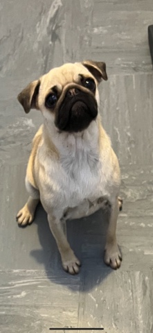 Pug – female pug