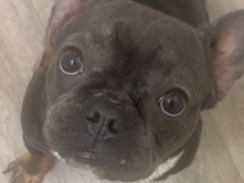 French Bulldog – French Bulldog – Sacramento
