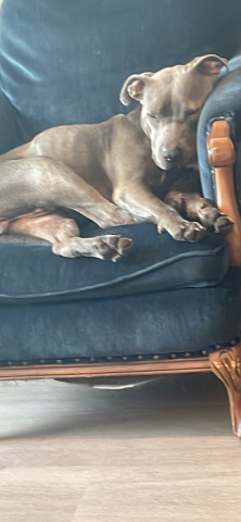American Staffordshire Terrier – lady