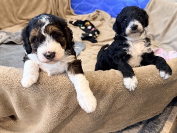 Doodle – 🐶 Meet Our Adorable Small Bernedoodles — Raised with Love in Central Oregon 🏔️ – Redmond