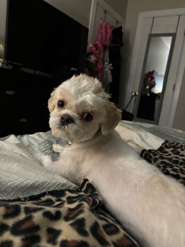 Shih Tzu – Rehome Shih tzu