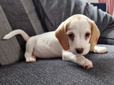 Beagle – Male lemon beagle