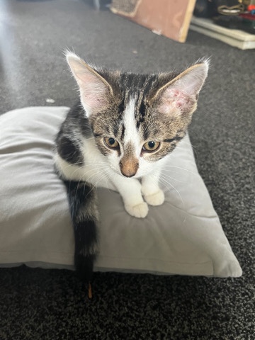 Bengal – Tabby mix Bengal Kitten