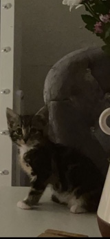 Russian White, Black and Tabby – beautiful 8 week kitten