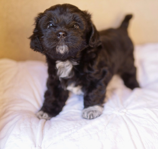 Shih Tzu – Shih-poo puppies