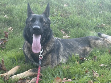 German Shepherd – german/ belgian shepherd – Waltham