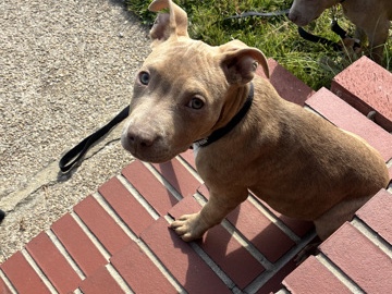 American Pit Bull Terrier – rehome bully – Dundalk