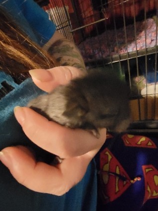 chinchilla – Chinchilla Kits!
