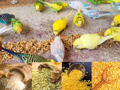 Budgerigar – Friendly Young Budgerigar for Sale – Ahmedabad – Ahmedabad