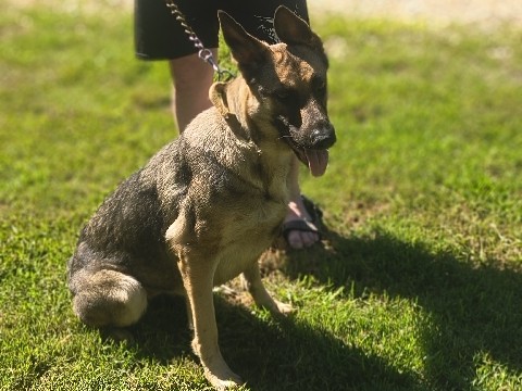 German Shepherd – Female German Shepherd (not spayed) – Seneca