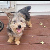 Yorkshire Terrier – Yorkie Puppy