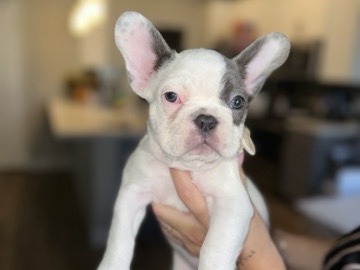 French Bulldog – Male French Bullgod