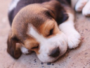 Beagle – Beagle Female
