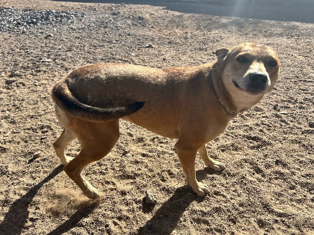 Mixed Breed – Mocha – Golden Valley