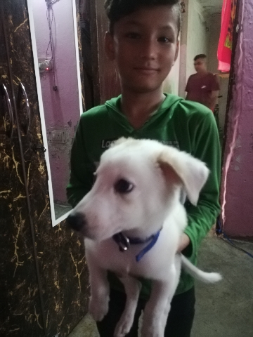 I want to sell my puppy 