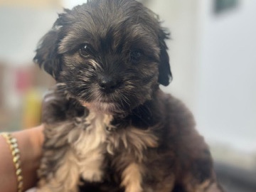 Maltipoo - Maltipoo  available for adoption in Dubai