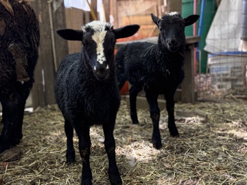 Sheep – sheep and lamb for sale.(as many as you want) – Greenbush