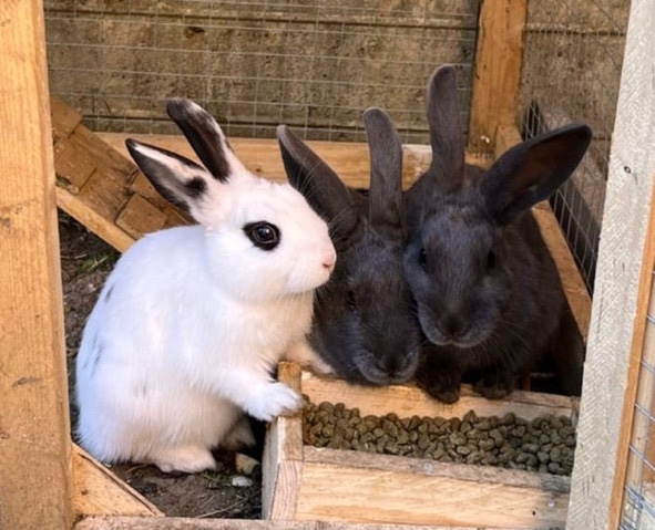 rabbit