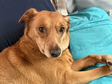 Mixed Breed – free to a good home with yard – Layton