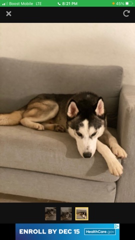 Labrador Husky – young 1 yrs old husky