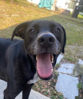 Catahoula Cur – Baker
