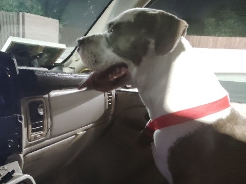 American Pit Bull Terrier – Bruno and blue mix – Arlington
