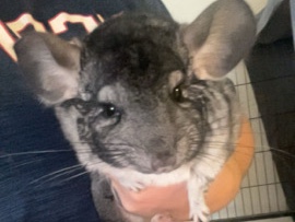 Bonded Chinchilla Pair MA/CT