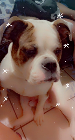 Olde English Bulldogge – Snowfall