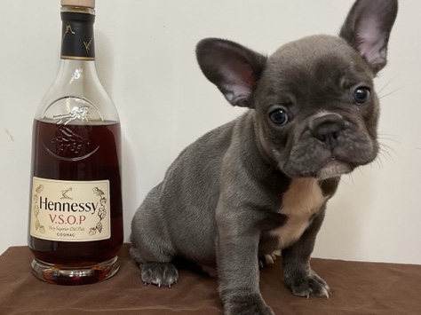 French Bulldog – Premium Exotic Blue French Bulldog – Antioch