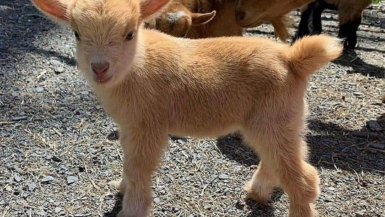 Any – awesome babies both mom and dad are Nigerian dwarf