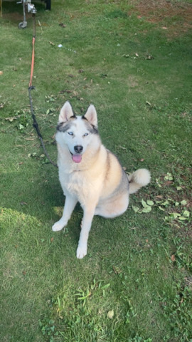 Labrador Husky – trained husky
